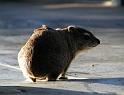 Rock Hyrax